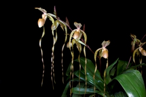 Paphiopedilum Kolosand Bravo Orchids AM/AOS 83 pts. Inflorescence